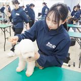 はじめてでも大丈夫！トリマーのおシゴト体験の詳細