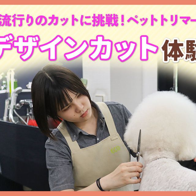 ＴＣＡ東京ＥＣＯ動物海洋専門学校 流行りのカットに挑戦！ペットトリマーデザインカット体験1