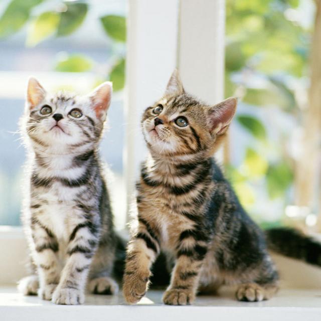 猫のきもち☆