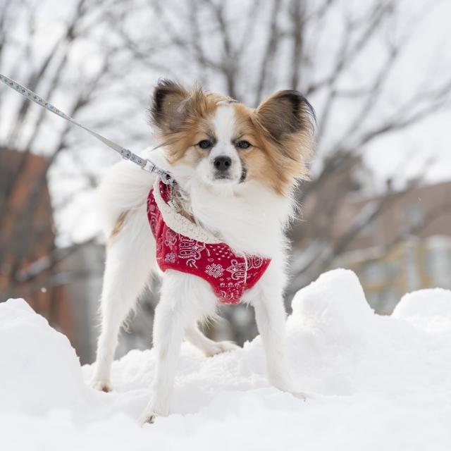 北海道どうぶつ・医療専門学校 【総合どうぶつ専攻】わんこのお散歩トレーニング1