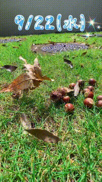 OCカメラサムネイル画像