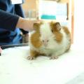 専門学校　ちば愛犬動物フラワー学園 【動物飼育】「キュッキュッ」の秘密を解読！モルモット講座！