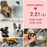 ふわふわワンちゃんとほっこり冬体験♪の詳細