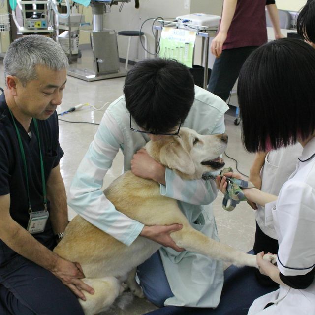 全学科体験 国際動物専門学校のオープンキャンパス情報と予約申込 スタディサプリ 進路