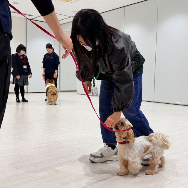 専門学校　ちば愛犬動物フラワー学園 【オープンキャンパス】5コースを自由体験♪タレント犬大集合！4