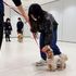 専門学校　ちば愛犬動物フラワー学園 【オープンキャンパス】5コースを自由体験♪タレント犬大集合！4