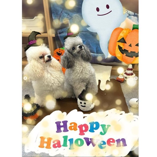 国際ペット専門学校　金沢 ハロウィン仮装でワンチャンと一緒に写真を撮ろう♪1