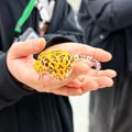 専門学校　ちば愛犬動物フラワー学園 【動物飼育】隠れた秘密がたくさん☆爬虫類を学ぼう！