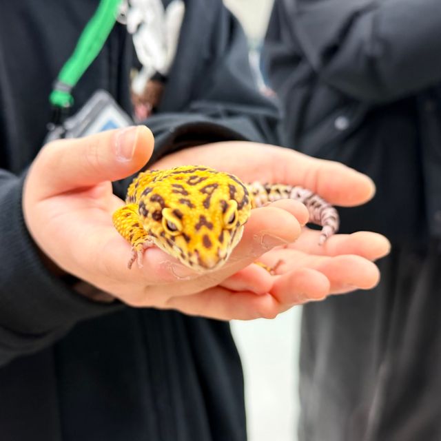 専門学校　ちば愛犬動物フラワー学園 【動物飼育】隠れた秘密がたくさん☆爬虫類を学ぼう！1