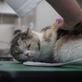 国際ペット総合専門学校 動物看護師学科　アロマでリラックス！ホリスティックケア体験