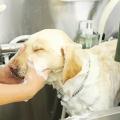 専門学校ビジョナリーアーツ 大型犬のシャンプーに挑戦！