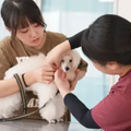 専門学校ビジョナリーアーツ 動物看護学科説明会 ＆お仕事体験