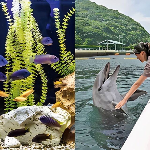 専門学校　福岡ビジョナリーアーツ 【ペット】水族館×ドルフィントレーナー よくばり体験1