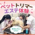 ＴＣＡ東京ＥＣＯ動物海洋専門学校 ペットトリマーエステ体験