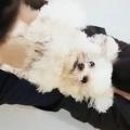 専門学校ビジョナリーアーツ 【Va夏まつり♪】動物の命を夏の暑さから守ろう！看護師体験