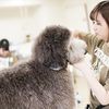 専門学校　福岡ビジョナリーアーツ 【ペット】トリマーさんのお仕事体験