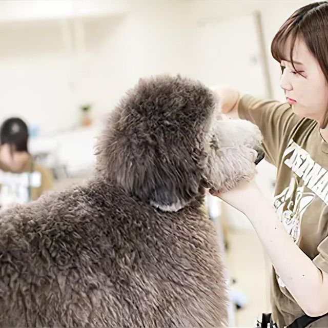 専門学校　福岡ビジョナリーアーツ 【ペット】トリマーさんのお仕事体験1