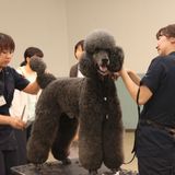 体験入学　トリミングショー・ふれあい体験も開催！の詳細