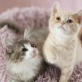 高崎動物専門学校 【トリマー】猫フェス開催！キャットグルーミングを体験しよう