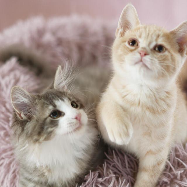 高崎動物専門学校 【トリマー】猫フェス開催！キャットグルーミングを体験しよう1