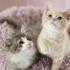 高崎動物専門学校 【トリマー】猫フェス開催！キャットグルーミングを体験しよう1