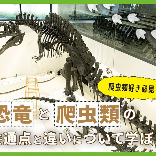 ＴＣＡ東京ＥＣＯ動物海洋専門学校 恐竜と爬虫類の共通点と違いについて学ぼう1