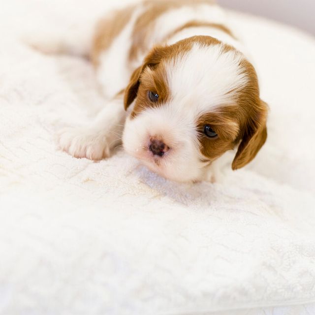 高崎動物専門学校 【動物看護】愛玩動物看護師になって母犬のエコー検査に挑戦3