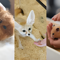 専門学校　福岡ビジョナリーアーツ 【ペット・看護】3専攻よくばり体験【小動物】