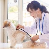 愛玩動物看護師　健康チェックをしてみようの詳細
