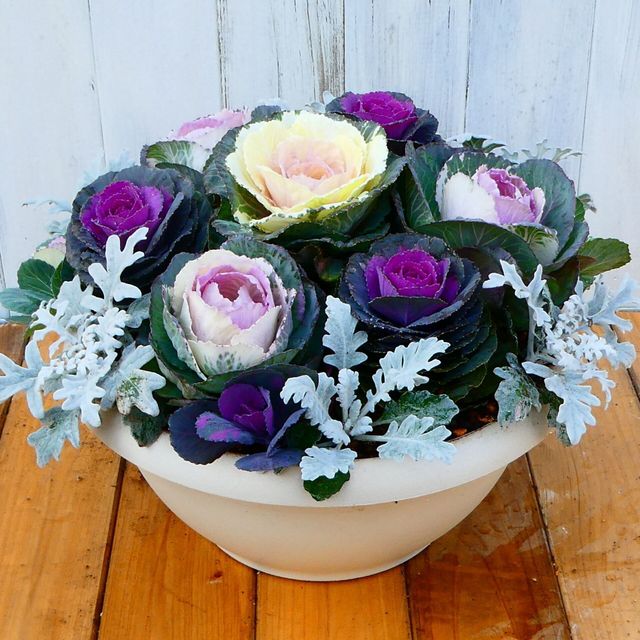 テクノ・ホルティ園芸専門学校 花づくり実習★ハボタンで彩る！冬の寄せ植えづくり1