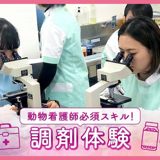 ＴＣＡ東京ＥＣＯ動物海洋専門学校 動物病院の調剤体験1