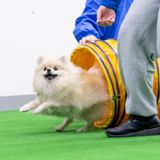 【総合どうぶつ専攻】担当犬を決めて一緒に遊ぼうの詳細