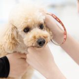 【愛玩動物看護学科】動物病院でわんこのデンタルケアの詳細