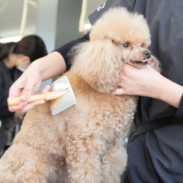 群馬動物専門学校 ブラッシングスプレーを作って毛並みを整えよう！1