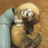 【ペット】小動物が喜ぶ♪おもちゃ作りの詳細