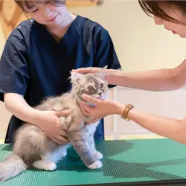 専門学校ビジョナリーアーツ ニャンコの健康チェックをしてみよう！1