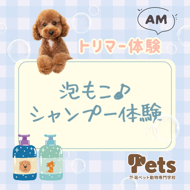 新潟ペット動物専門学校 わんちゃんの泡もこシャンプー体験1
