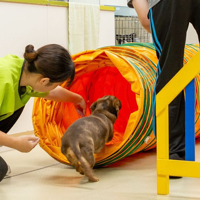東京ブレーメン動物専門学校 夏休みトレーニング体験！2