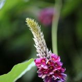 『秋の七草』体験授業を同時開催！の詳細
