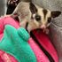 高崎動物専門学校 【ペットショップ・飼育】エキゾチックアニマルのことを学ぼう！2
