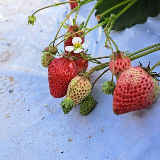 テクノ・ホルティ園芸専門学校 野菜づくり実習★完熟イチゴを収穫！甘さをその場で体感しよう2