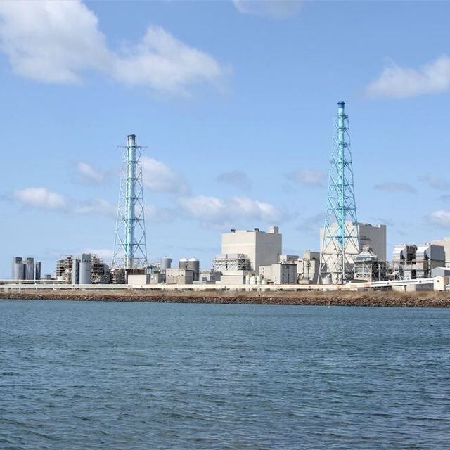 東京環境工科専門学校 『シダの見分け方に挑戦しよう』特別授業を同時開催！2