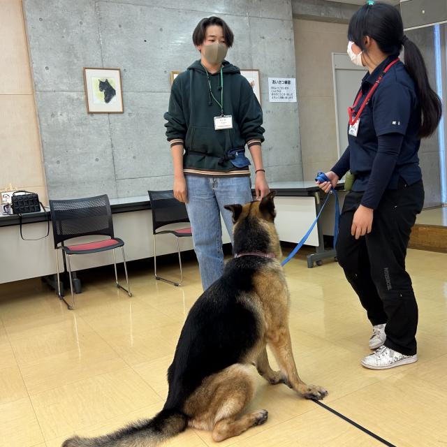 専門学校　ちば愛犬動物フラワー学園 【ドッグトレーナー】トレーニングの基本姿勢を応用しよう！1