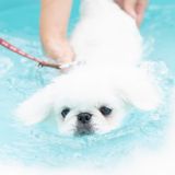 【トリマー専攻】わんこのエステ！ほっこり炭酸泉浴の詳細