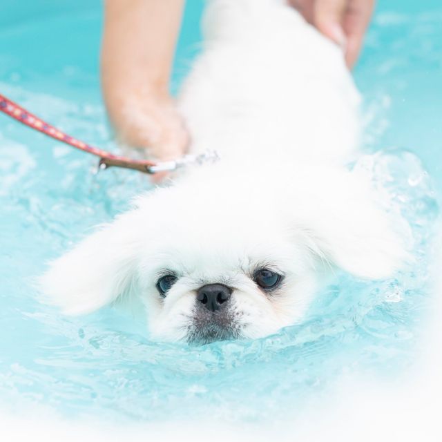 北海道どうぶつ・医療専門学校 【トリマー専攻】わんこのエステ！炭酸泉浴1