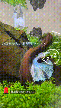 OCカメラサムネイル画像