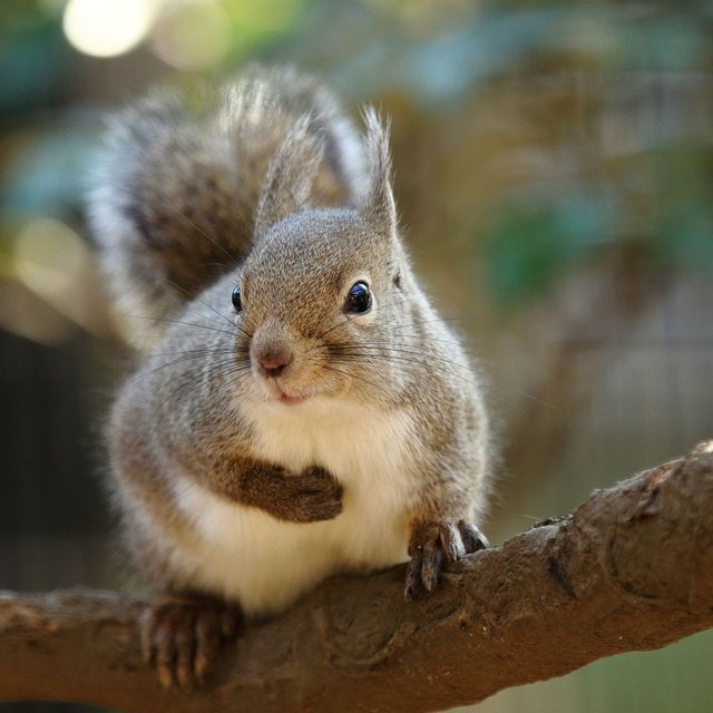 東京環境工科専門学校 『哺乳類のフィールドサイン』体験授業を同時開催！1