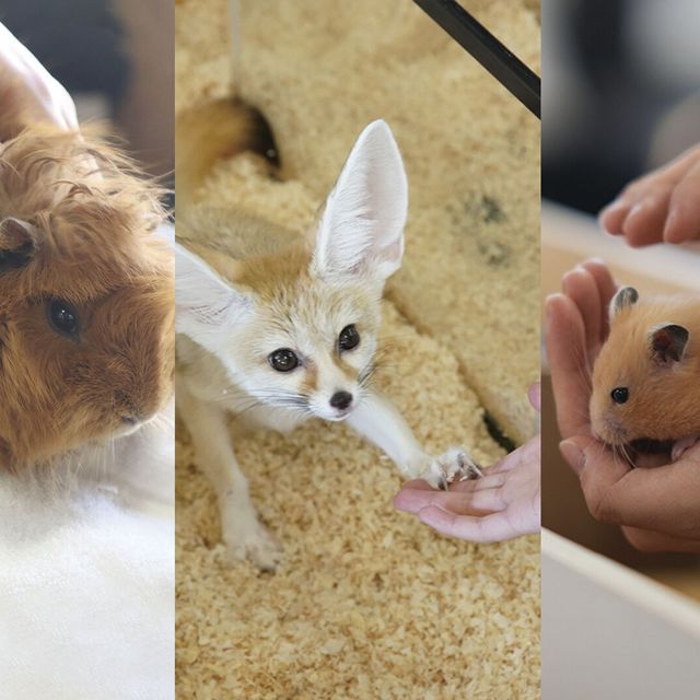 専門学校　福岡ビジョナリーアーツ 【ペット】3専攻よくばり体験【小動物】1