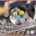ＴＣＡ東京ＥＣＯ動物海洋専門学校 わんちゃんカラーリング体験