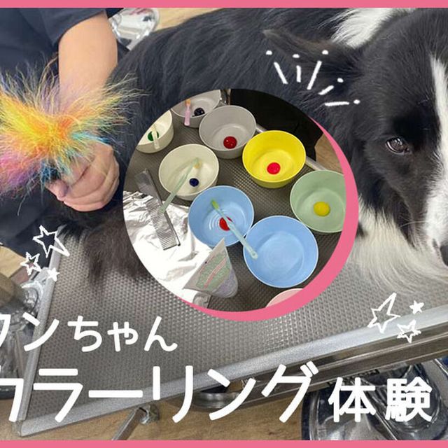 ＴＣＡ東京ＥＣＯ動物海洋専門学校 わんちゃんカラーリング体験1